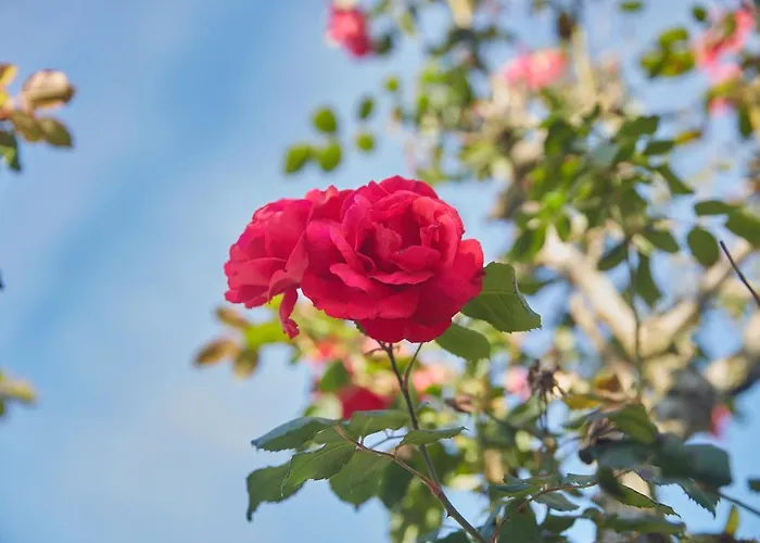 Apartment Casa Choureiro Rurales Navia