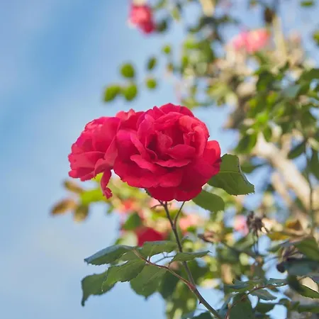 Apartamento Casa Choureiro Rurales Navia